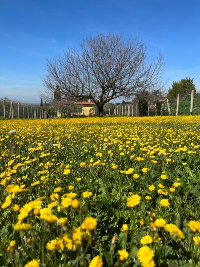 La Terrazza Sul Ciliegio Lägenhet Marino Exteriör bild